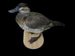 Ruddy duck - Female Droog geconserveerd - Oxyura jamaicensis