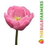 The Bulb Farmers - 80 x Tulp Tabledance - roze, Verzenden, Najaar, Volle zon, Bloembol