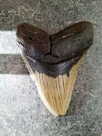 Megalodon - Fossiele tand - 12.6 cm - 9.7 cm, Verzamelen, Mineralen en Fossielen