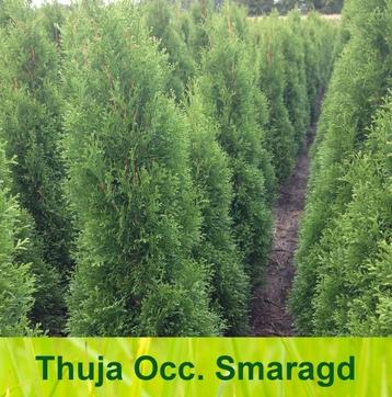 Thuja Occidentalis Smaragd haag met kluit! beschikbaar voor biedingen