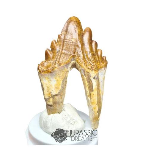 Uitstekende enorme mooi bewaarde Basilosaurus, Verzamelen, Mineralen en Fossielen