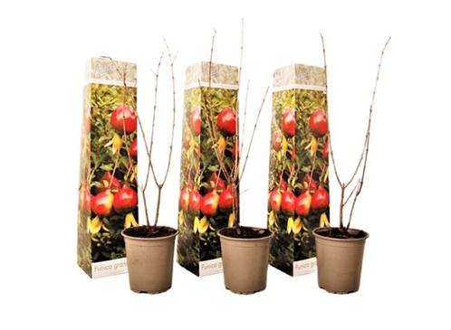 Punica Granatum granaatappel - set van 3, Huis en Inrichting, Kamerplanten, Verzenden