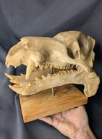 Fossiele schedel - Hippopotamus minor - smallest