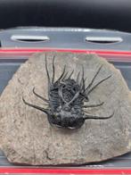 Trilobiet - Gefossiliseerd dier - Dicranurus Trilobite - 12