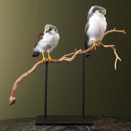 Afrikaanse Dwergvalk Koppel, Verzamelen, Dierenverzamelingen, Opgezet dier, Nieuw, Vogel, Ophalen of Verzenden