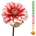 The Bulb Farmers - 12 x Dahlia Larrys Love - rood met wit, Tuin en Terras, Bloembollen en Zaden, Voorjaar, Bloembol, Verzenden