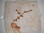 vis met een plant in zijn mond - Gefossiliseerd dier -