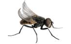 Ruto Krulvliegen in doosje, Dieren en Toebehoren, Nieuw, Ophalen of Verzenden
