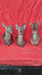 Reebok Taxidermie wandmontage - Capreolus capreolus - trio, Verzamelen, Dierenverzamelingen, Nieuw