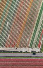 Bernhard Lang - AV_Tulip_Fields_010 - XL