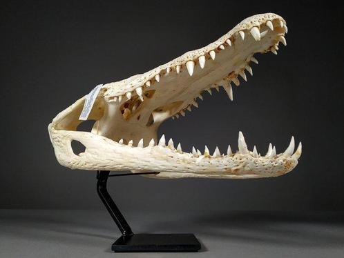 Siamese krokodil Schedel - Crocodylus siamensis (with farm, Verzamelen, Dierenverzamelingen