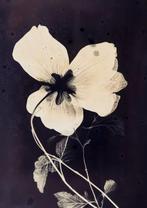 Jorge Omeñaca (1981) - Flowering II