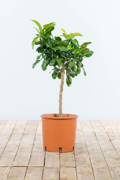 Kaffirlimoen / Citrus Hystrix ministam 60-80 cm, Tuin en Terras, Planten | Tuinplanten