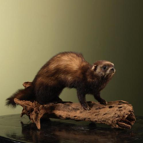Bunzing Taxidermie Opgezette Dieren By Max, Verzamelen, Dierenverzamelingen, Opgezet dier, Nieuw, Wild dier, Ophalen of Verzenden