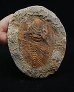 Trilobiet - Gefossiliseerd dier - Trilobite cambropallas -