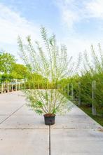Salix viminalis meerstammig 200-250
