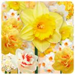 Bloembollens - 51 x Narcissen  Farmers Favorites pakket -, Verzenden, Voorjaar, Volle zon, Bloembol