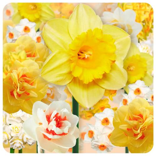 Bloembollens - 51 x Narcissen  Farmers Favorites pakket -, Tuin en Terras, Bloembollen en Zaden, Bloembol, Voorjaar, Volle zon