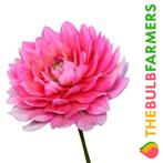 The Bulb Farmers - 12 x Dahlia Berliner Kleene - roze, Tuin en Terras, Bloembollen en Zaden, Voorjaar, Bloembol, Verzenden, Volle zon