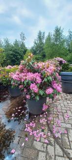 Rhododendron Roseum Elegans 90-100cm XXL, Tuin en Terras, Planten | Bomen, Ophalen