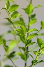 Hulst Ilex meserveae Blue Maid Haag 100-125 Kluit, Tuin en Terras