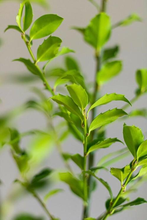 Hulst Ilex meserveae Blue Maid Haag 100-125 Kluit, Tuin en Terras, Planten | Struiken en Hagen