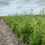 Thuja king of brabant (groen, conifeer, Coniferen) (groen), Ophalen of Verzenden, Overige soorten, Volle zon