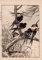Barn swallows () and Willow () - From the album Keinen