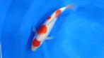 Koi Veiling: Kohaku 31 cm | Startprijs: €1,-