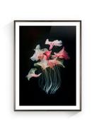 Jorge Omeñaca - Orchid flames
