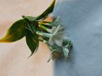 Corsage pick – white kunst stephanotus per stuk voor toefjes, Ophalen of Verzenden, Nieuw