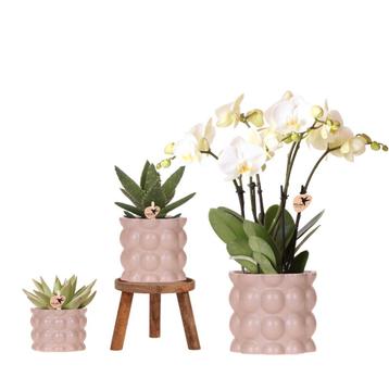 Kolibri Orchids | Plantenset Cotton zand | Groene planten me beschikbaar voor biedingen