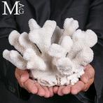 Coral Branch - White Coral - Acropora Florida -