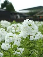 Phlox david paniculata (Tuinplanten), Tuin en Terras, Ophalen of Verzenden, Zomer, Vaste plant, Siergrassen