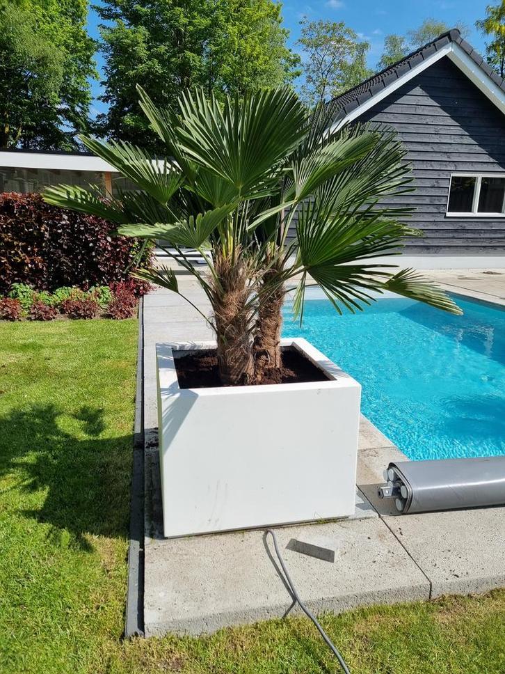 Winterbescherming voor Palmen Olijfbomen Bamboe Yucca etc, Tuin en Terras, Planten | Tuinplanten, Overige soorten, Vaste plant