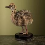 Struisvogel Kuiken Taxidermie Opgezette Dieren By Max, Verzamelen, Dierenverzamelingen, Ophalen of Verzenden, Nieuw, Vogel, Opgezet dier