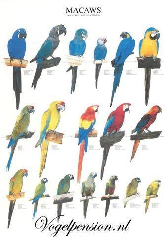 Vogelposter Ara gelamineerd - Vogelposters - Benodigdheden