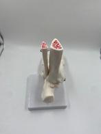 Industriële apparatuur - Frankrijk - Anatomisch model van de, Antiek en Kunst