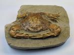Krab - Gefossiliseerd dier - Charybdis - 14 cm, Verzamelen