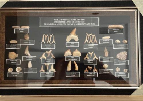 Fossiele tanden  (Zonder Minimumprijs), Verzamelen, Mineralen en Fossielen