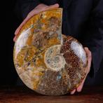 Exclusief Pools Cleoniceras - Gefossiliseerde schelp -