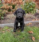 mooie Frilador( friese stabij x labrador)