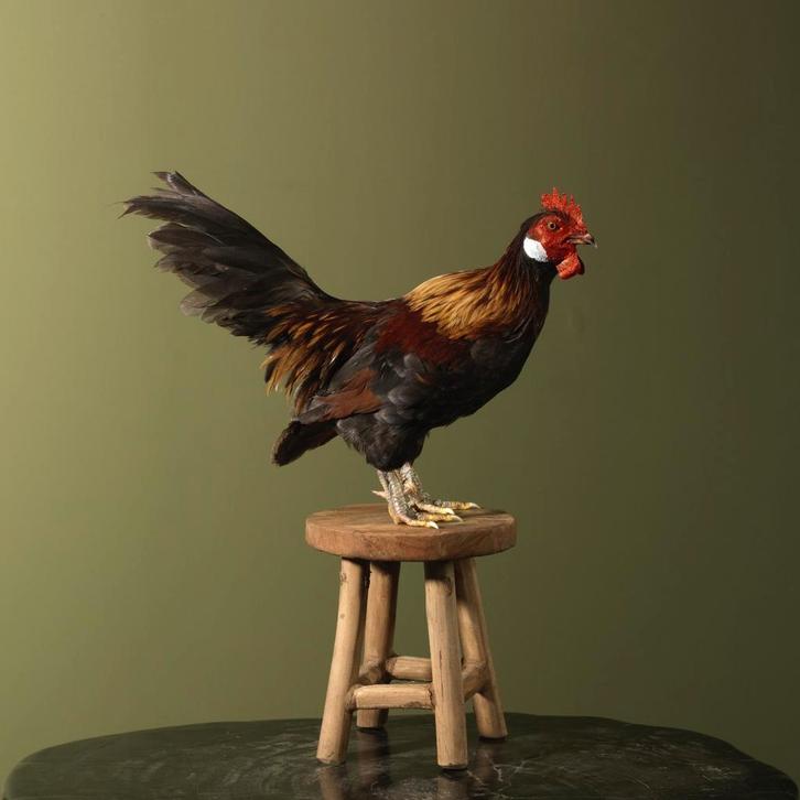 Kipje op Kruk Taxidermie Opgezette Dieren By Max, Verzamelen, Dierenverzamelingen, Opgezet dier, Nieuw, Vogel, Ophalen of Verzenden