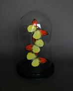 Insecten Taxidermie volledige montage - Hebomoia leucippe -, Nieuw