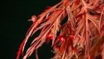 Japanese maple bonsai (Acer palmatum) - Hoogte (boom): 45 cm