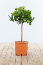 Limoenboom Citrus Aurantifolia Lime Verde Ministam 60-80 Pot