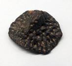 Alligator - Gefossiliseerd dier (Zonder Minimumprijs)
