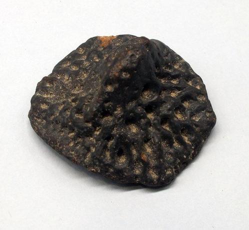 Alligator - Gefossiliseerd dier (Zonder Minimumprijs), Verzamelen, Mineralen en Fossielen