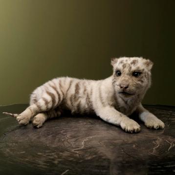 Witte Tijger Welp Taxidermie Opgezette Dieren By Max beschikbaar voor biedingen