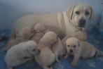 Onwijs Mooie Gele Labrador pups met Stamboom en NLV-Keurmerk, Dieren en Toebehoren, Honden | Retrievers, Spaniëls en Waterhonden